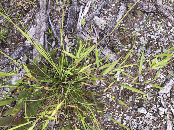 image of Dichanthelium acuminatum var. acuminatum, Woolly Witchgrass, Woolly Rosette Grass, Tapered Rosette Grass