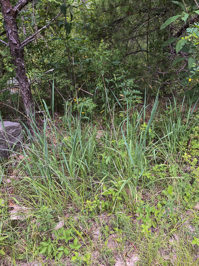 image of Greeneochloa coarctata, Nuttall's Reedgrass