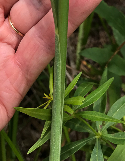 image of Greeneochloa coarctata, Nuttall's Reedgrass