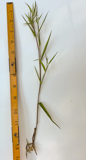 image of Dichanthelium acuminatum var. acuminatum, Woolly Witchgrass, Woolly Rosette Grass, Tapered Rosette Grass