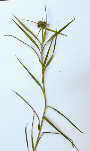 image of Scirpus polyphyllus, Leafy Bulrush