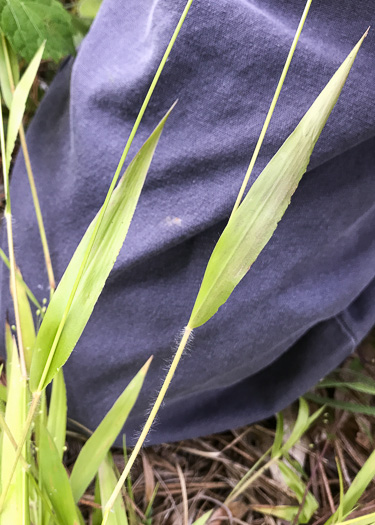 image of Dichanthelium acuminatum var. fasciculatum, Slender-stemmed Witchgrass, Western Woolly Witchgrass