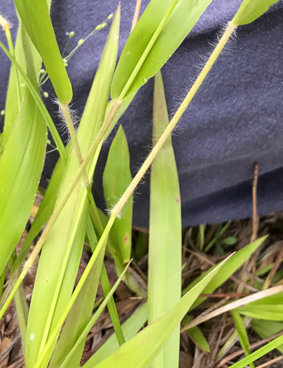 image of Dichanthelium acuminatum var. fasciculatum, Slender-stemmed Witchgrass, Western Woolly Witchgrass