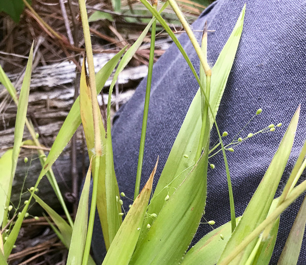 image of Dichanthelium acuminatum var. fasciculatum, Slender-stemmed Witchgrass, Western Woolly Witchgrass