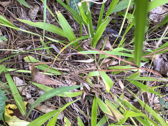 image of Dichanthelium acuminatum var. fasciculatum, Slender-stemmed Witchgrass, Western Woolly Witchgrass