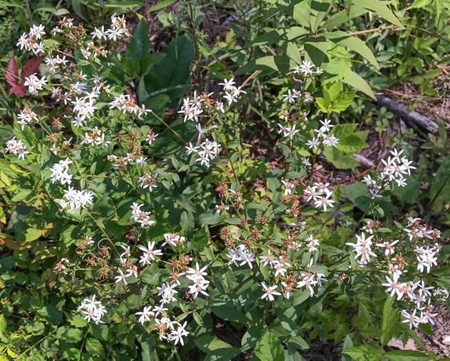 image of Sericocarpus caespitosus, Toothed Whitetop Aster