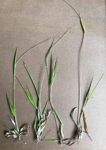 image of Dichanthelium acuminatum var. fasciculatum, Slender-stemmed Witchgrass, Western Woolly Witchgrass