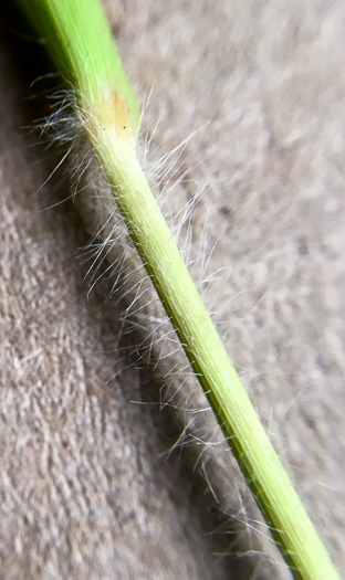 image of Dichanthelium acuminatum var. fasciculatum, Slender-stemmed Witchgrass, Western Woolly Witchgrass