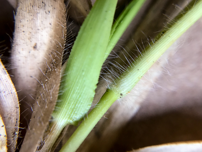 image of Dichanthelium acuminatum var. fasciculatum, Slender-stemmed Witchgrass, Western Woolly Witchgrass