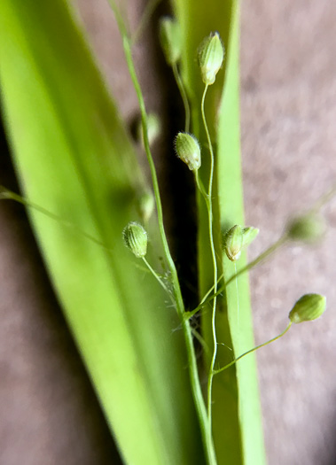 image of Dichanthelium acuminatum var. fasciculatum, Slender-stemmed Witchgrass, Western Woolly Witchgrass