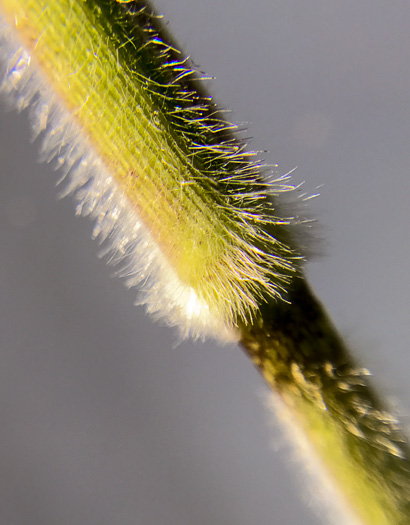 image of Dichanthelium scoparium, Velvet Witchgrass