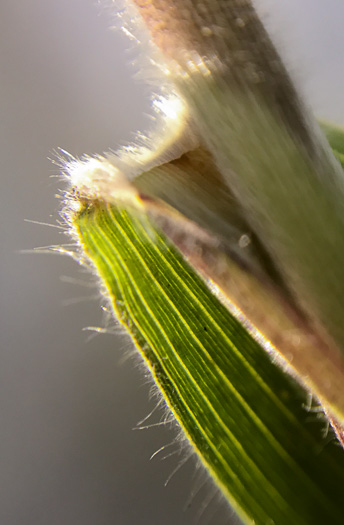 image of Dichanthelium scoparium, Velvet Witchgrass