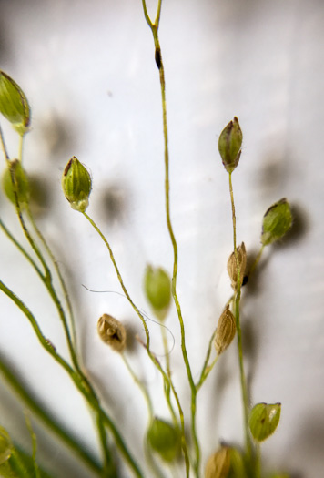 image of Dichanthelium scoparium, Velvet Witchgrass