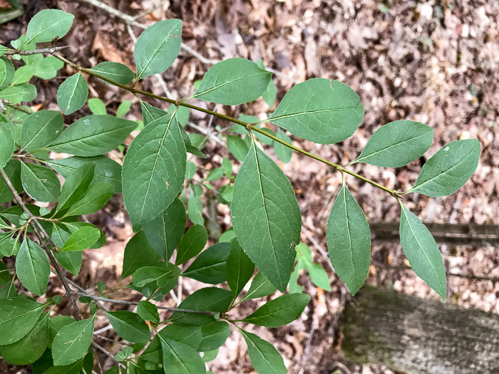 image of Viburnum prunifolium, Blackhaw, Nannyberry