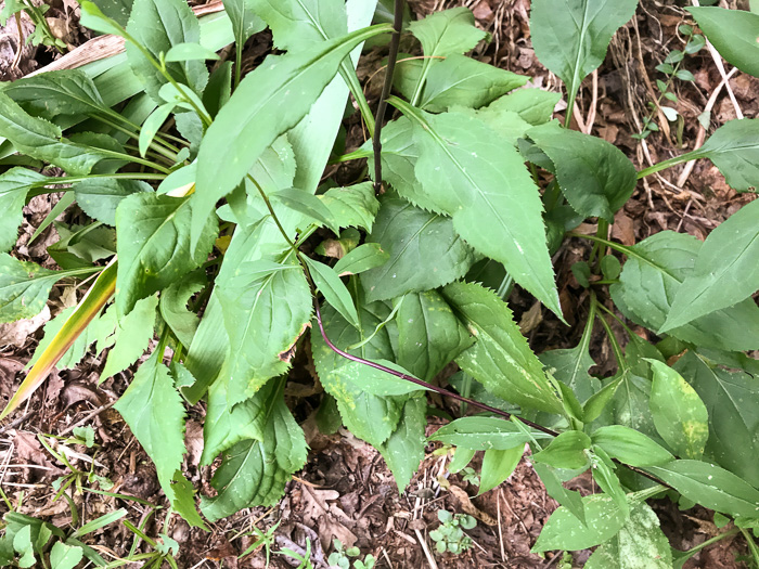 image of Solidago vaseyi, Vasey's Goldenrod, Atlantic Goldenrod