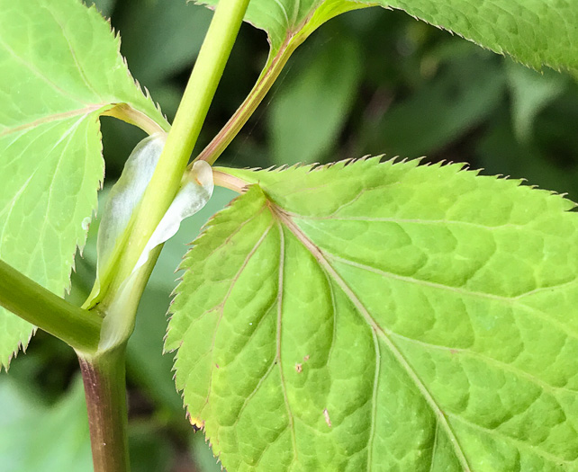 image of Cryptotaenia canadensis, Honewort