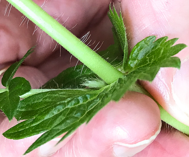 image of Agrimonia gryposepala, Common Agrimony, Swamp Agrimony