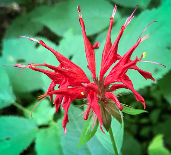 image of Monarda didyma, Scarlet Beebalm, Oswego Tea