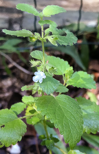 image of Melissa officinalis, Lemon Balm