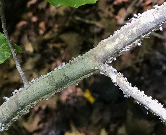 image of Fagus grandifolia +, American Beech