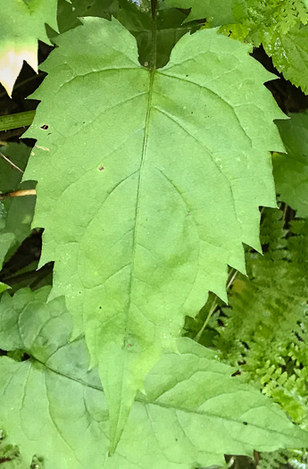 Eurybia divaricata, White Wood-aster, Woodland Aster, Common White Heart-leaved Aster