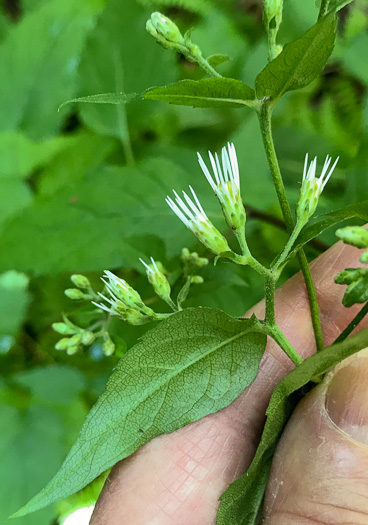 image of Eurybia divaricata, White Wood-aster, Woodland Aster, Common White Heart-leaved Aster