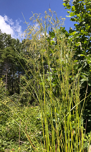 image of Scirpus expansus, Woodland Bulrush