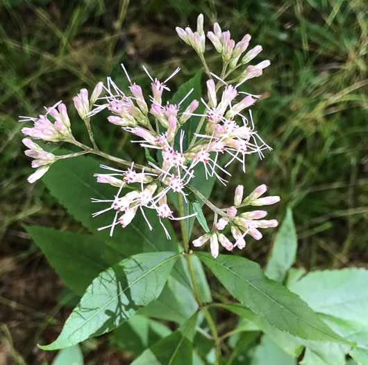 image of Eutrochium purpureum var. purpureum, Purple-node Joe-pye-weed, Sweet Joe-pye-weed