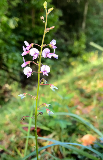 Desmodium lineatum, Matted Tick-trefoil, Sand Tick-trefoil