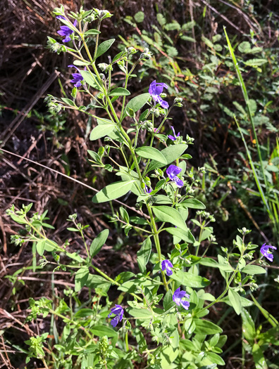 image of Trichostema dichotomum, Common Blue Curls, Forked Bluecurls