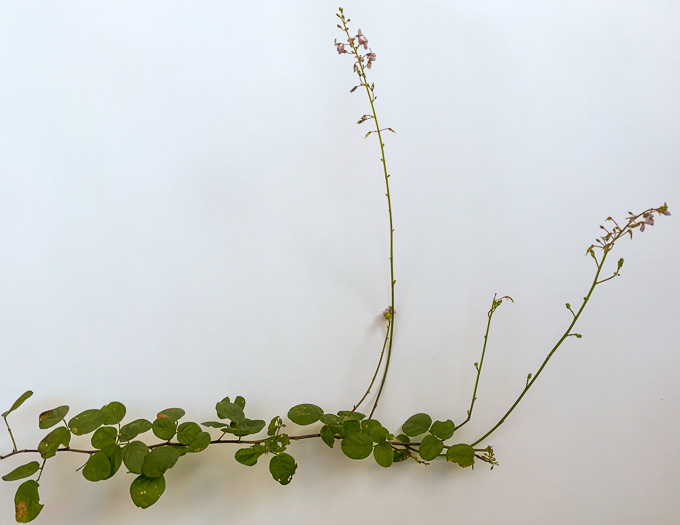 Desmodium lineatum, Matted Tick-trefoil, Sand Tick-trefoil