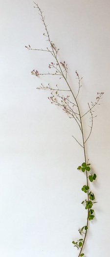 image of Desmodium marilandicum, Smooth Small-leaf Tick-trefoil, Maryland Tick-trefoil