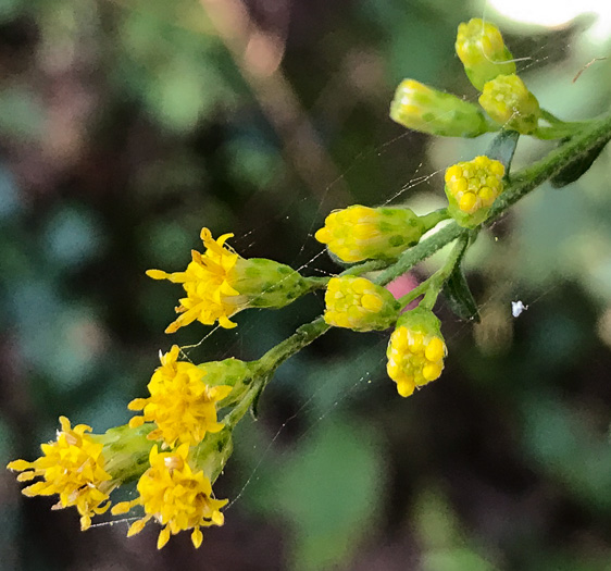 image of Solidago vaseyi, Vasey's Goldenrod, Atlantic Goldenrod