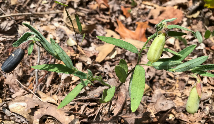 image of Crotalaria sagittalis, Arrowhead Rattlebox, Common Rattlebox