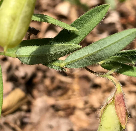 leaf or frond of Crotalaria sagittalis, Arrowhead Rattlebox