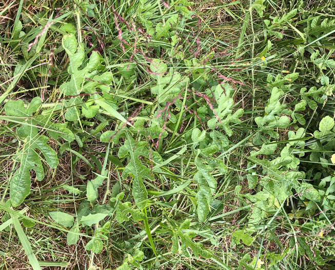 image of Citrullus lanatus, Watermelon