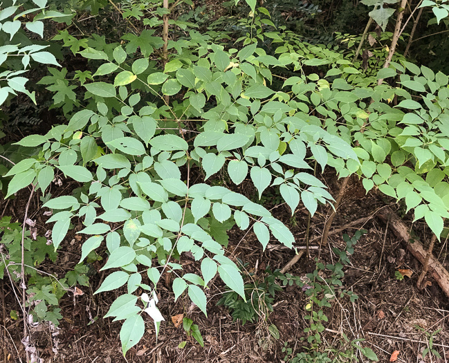 image of Aralia spinosa, Devil's Walkingstick, Hercules-club, Prickly Aralia, Prickly-ash