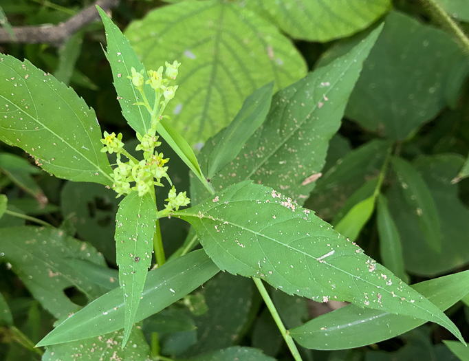 image of Verbesina occidentalis, Southern Crownbeard, Yellow Crownbeard