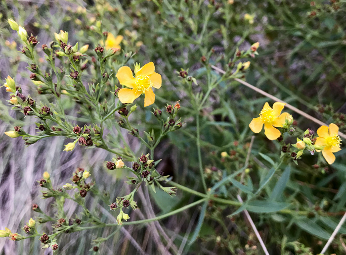 image of Hypericum virgatum, Strict St. Johnswort, Sharpleaf St. Johnswort