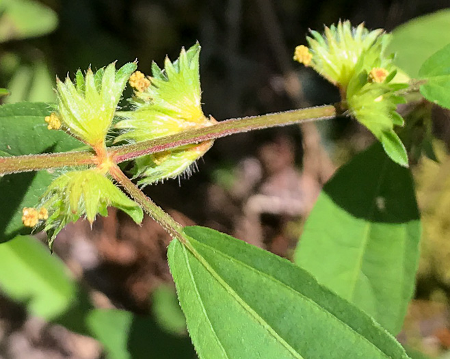 image of Acalypha gracilens, Slender Threeseed Mercury, Slender Copperleaf, Shortstalk Copperleaf