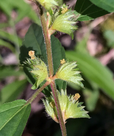 image of Acalypha gracilens, Slender Threeseed Mercury, Slender Copperleaf, Shortstalk Copperleaf