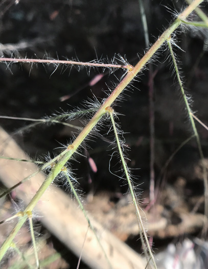 image of Eragrostis spectabilis, Purple Lovegrass, Tumblegrass