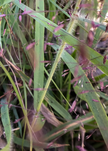 leaf or frond of Eragrostis spectabilis, Purple Lovegrass, Tumblegrass