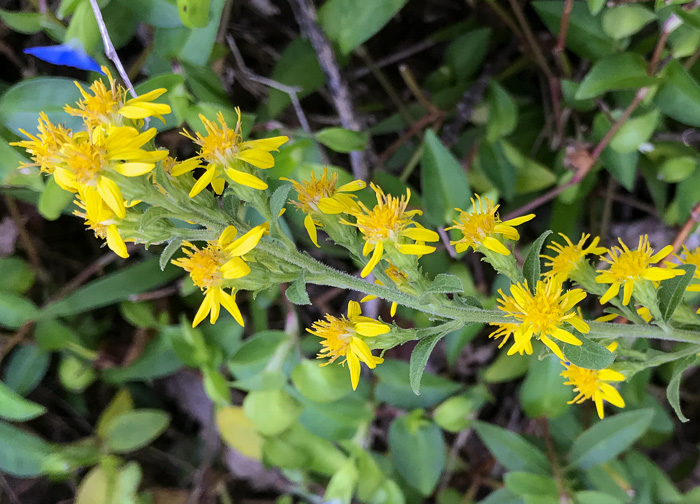 image of Solidago petiolaris var. petiolaris, Downy Ragged Goldenrod, Downy Goldenrod