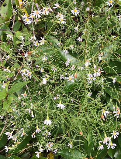 image of Symphyotrichum dumosum var. dumosum, Bushy Aster, Long-stalked Aster, Rice Button Aster