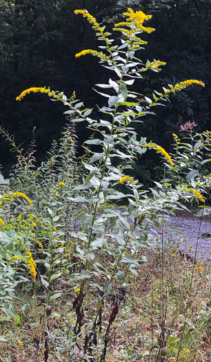 image of Solidago rugosa var. rugosa, Wrinkleleaf Goldenrod, Roughstem Goldenrod