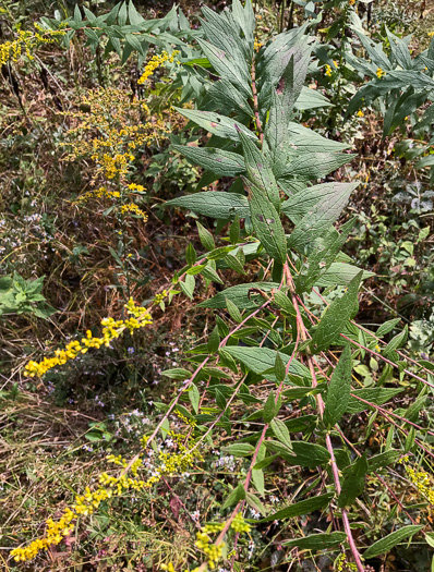 image of Solidago rugosa var. rugosa, Wrinkleleaf Goldenrod, Roughstem Goldenrod