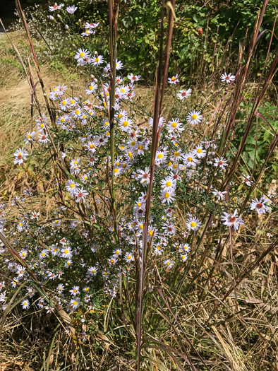 image of Symphyotrichum dumosum var. dumosum, Bushy Aster, Long-stalked Aster, Rice Button Aster
