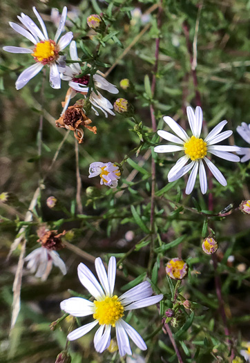 Symphyotrichum dumosum var. dumosum, Bushy Aster, Long-stalked Aster, Rice Button Aster