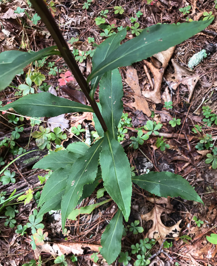 image of Solidago juncea, Early Goldenrod